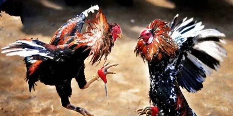 Màu mạng gà đá